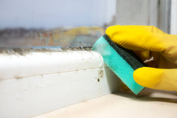 Best Black Mold Removal  in Hunter, OH